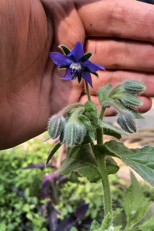 Herbs that Reseed and Keep Growing6