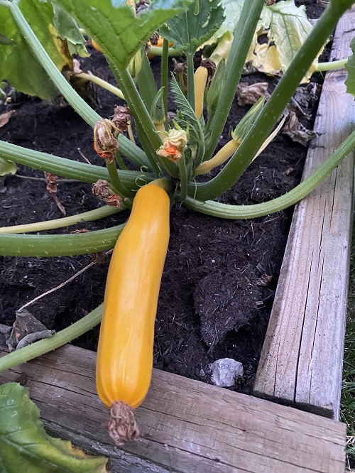 Butternut Squash fruit development Stage
