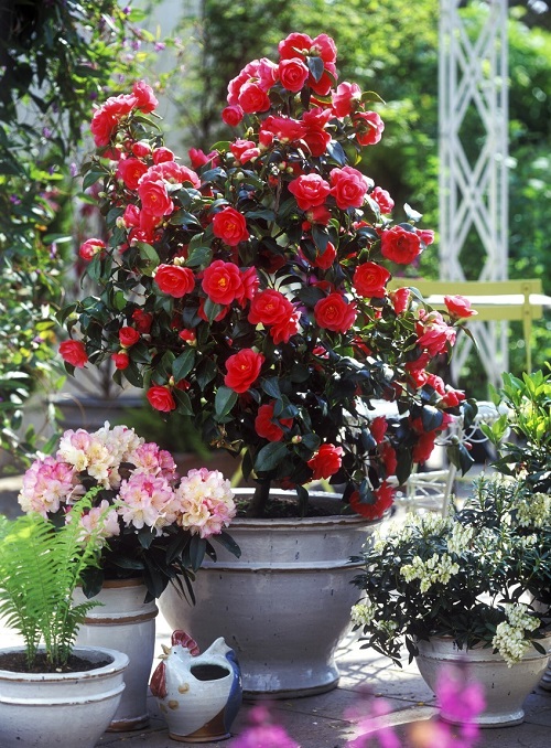 Camellia Flower Meaning
