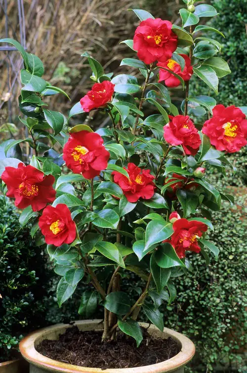 Camellia Flower Meaning