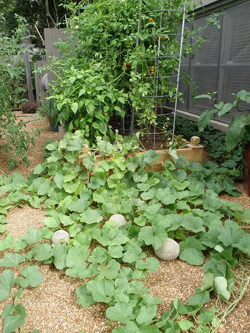 Cantaloupe Trellis Ideas1