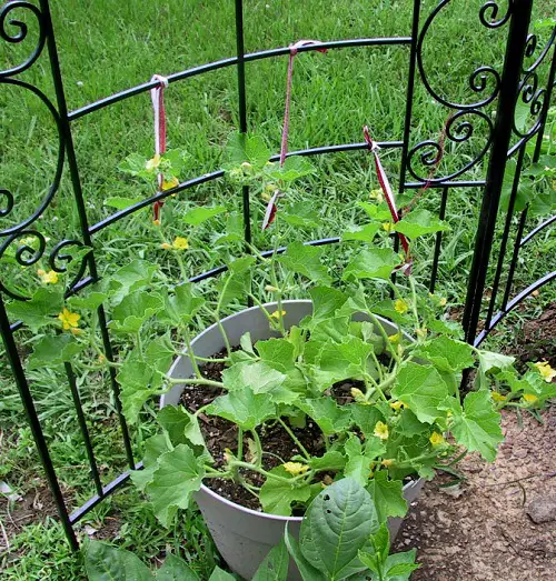 Trellis Ideas for Cantaloupe1