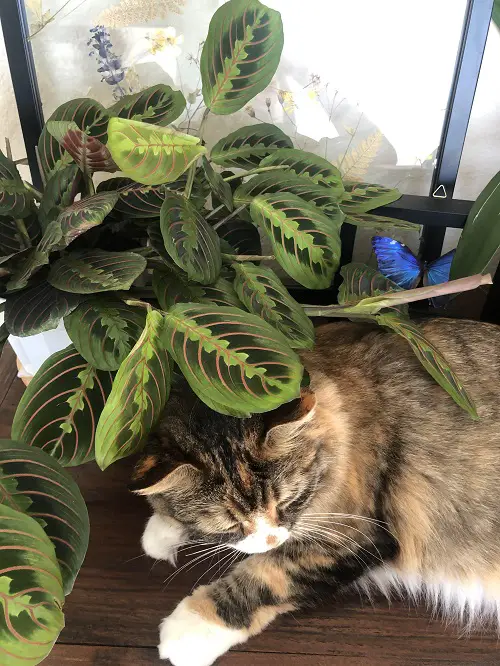 Fantastic 2024 Indoor Plant Trends
