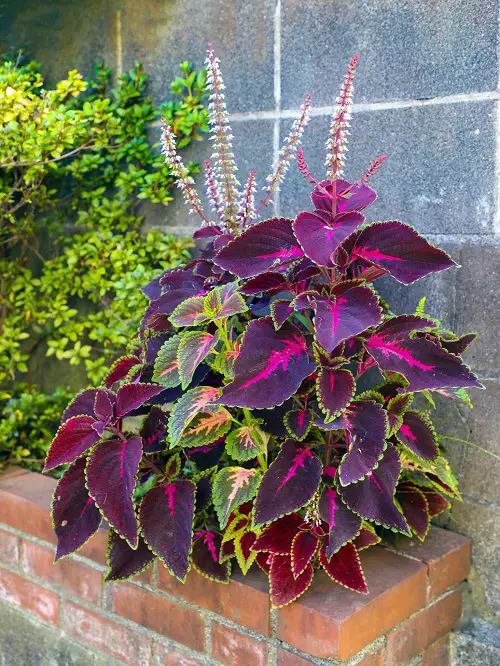 Most Colorful Plants in Florida 4
