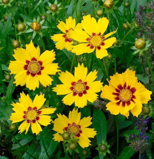Perennials That Look Like Zinnias 3
