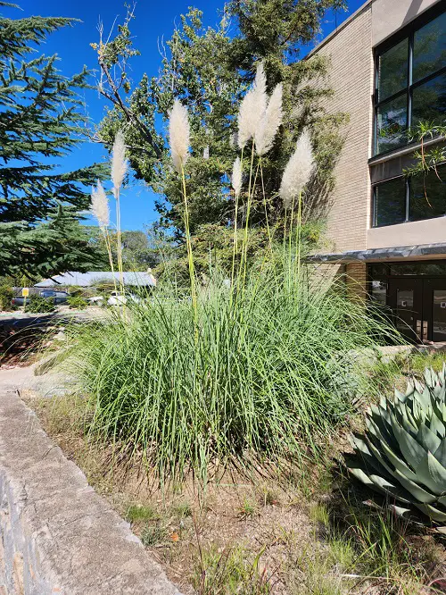 Corn-like Plants 3