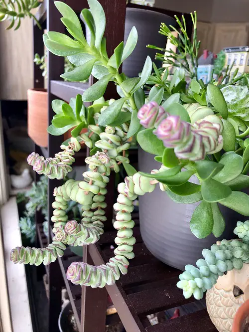 Variegated Jade Plant Varieties 4