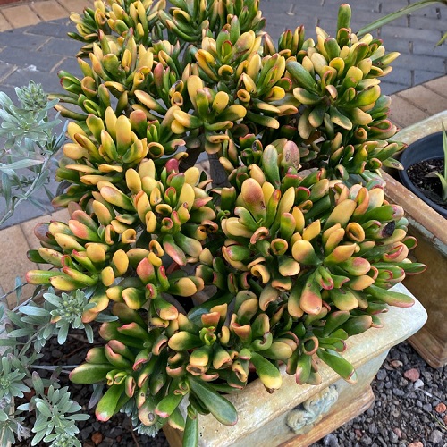 Variegated Jade Plant Varieties