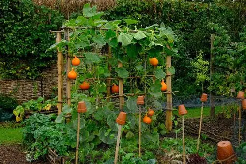 Cantaloupe Trellis 
