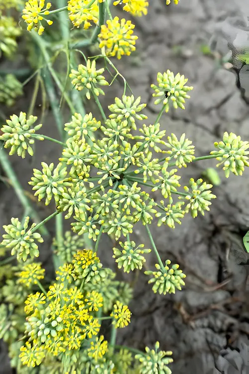 Herbs that Reseed and Keep Growing years