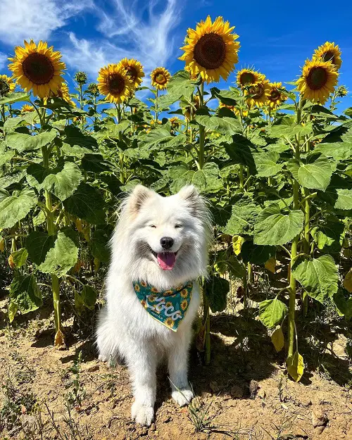 Protecting Sunflowers from Deer