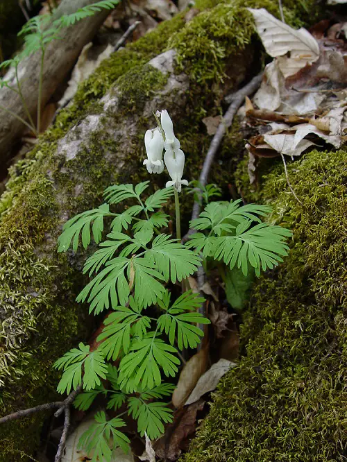 Plants to Grow Under Big Trees