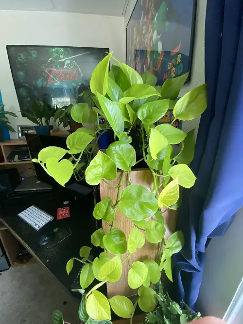 When to Start Fertilizing Houseplants and When to Stop 3