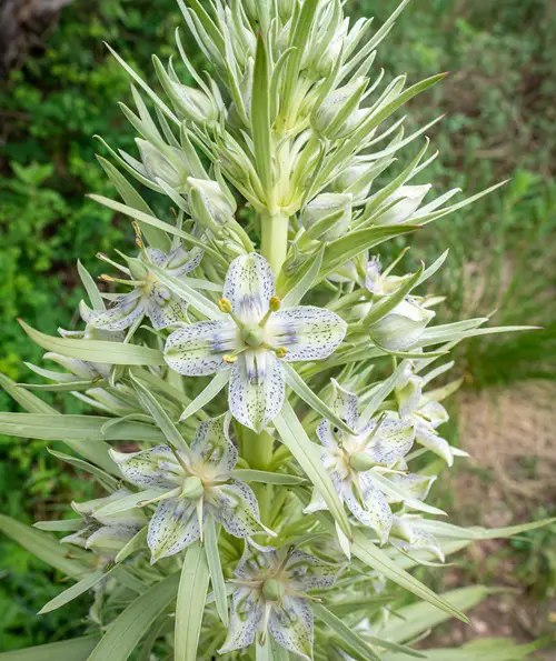 Green Gentian 4 Petal Flowers 