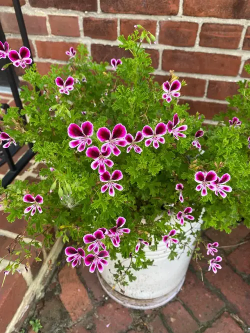 Martha Washington Geraniums Care