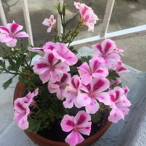 Growing Martha Washington Geranium
