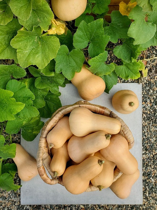 Butternut Squash Growing Stages