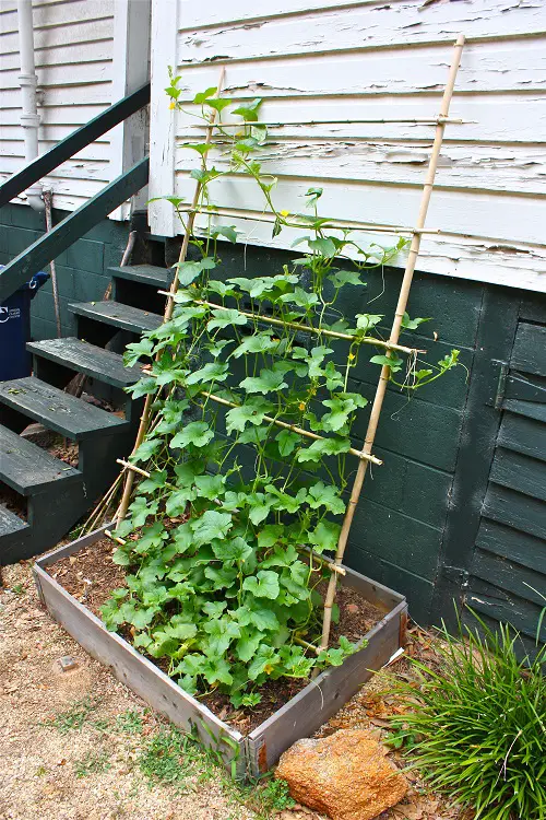 Cantaloupe Trellis 8