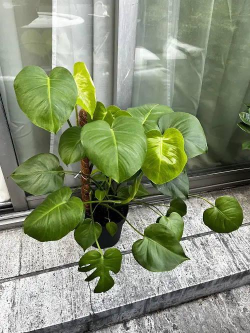 Monstera Growth Stages Explained 2
