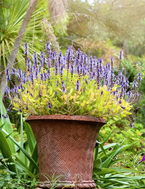 Common Symbolism & Associations with Lavender