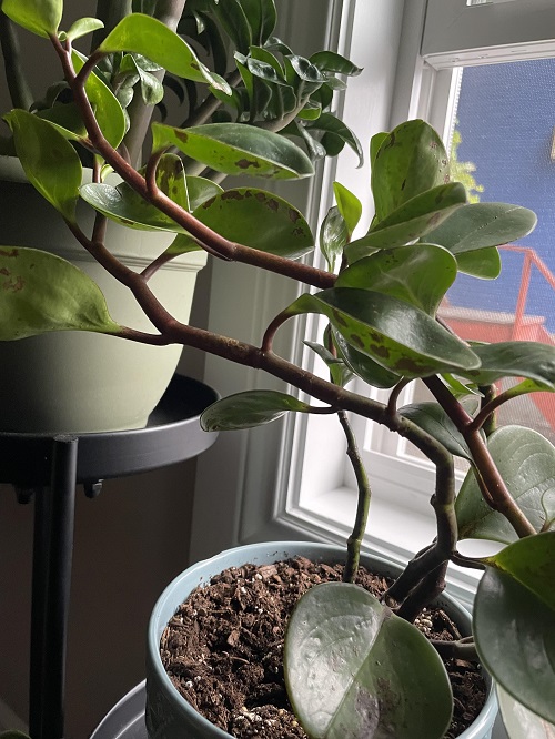 Leggy Plant Mean