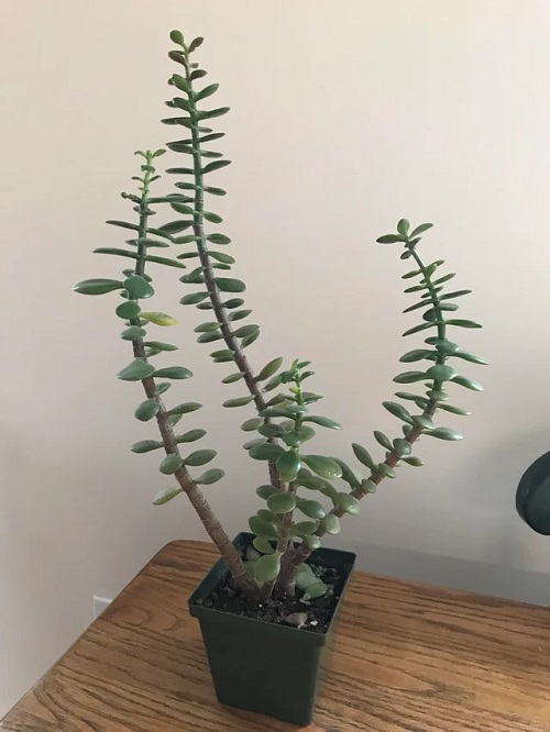 Leggy Plants Meaning in Spiritual