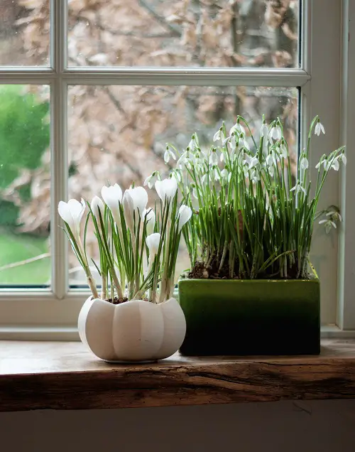 snowdrop Flowers That Grow in dark