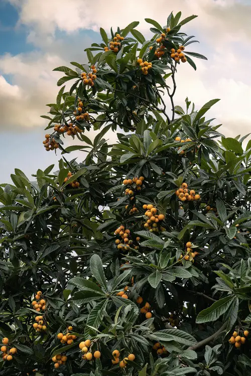 quickly growing fruits trees 10
