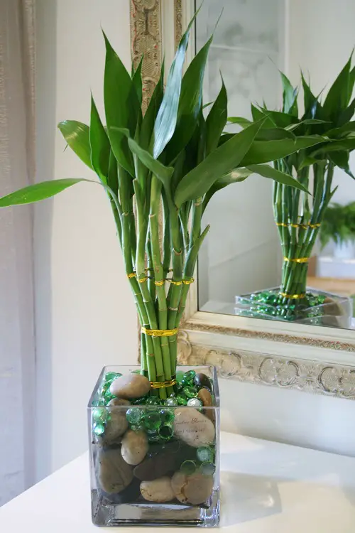 Tropical Plants You Can Grow in Just Water 2
