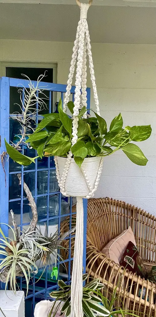 Fantastic 2024 Indoor Plant Trends6