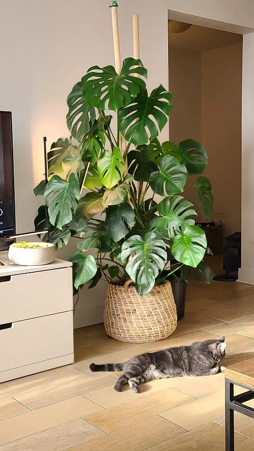 Monstera Growth Stages Explained 7