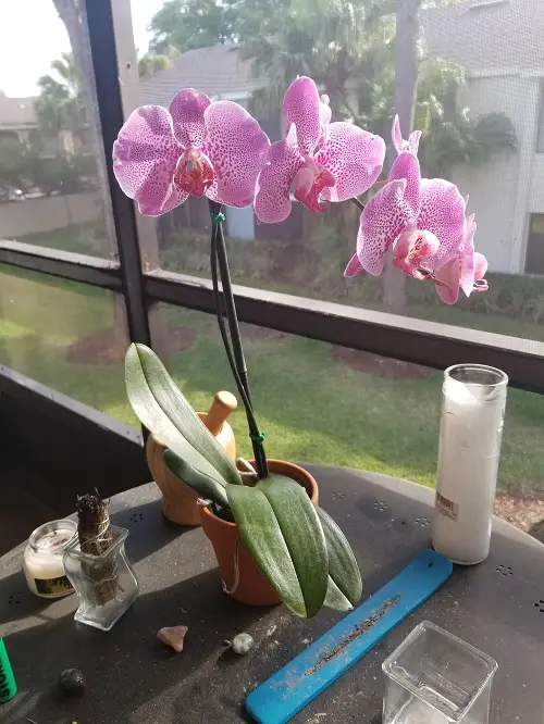 Flowers That Grow in Dark near window 
