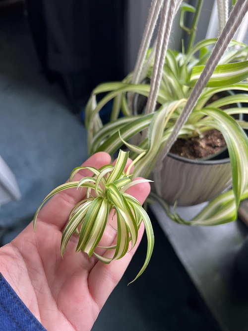 Plants in Your Home That You Should Grow in February