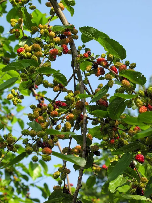 quickly growing fruits trees 7
