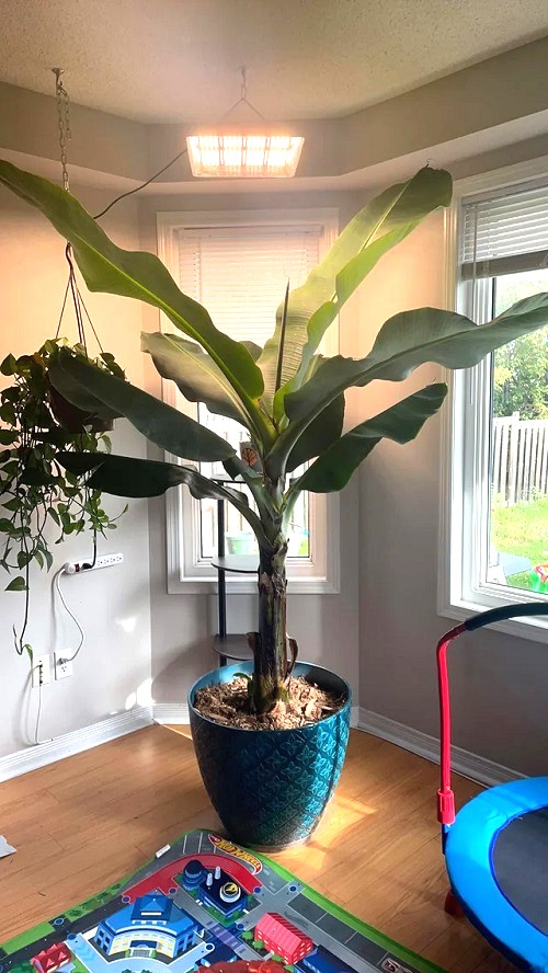 Plants that Look Like Palm Trees 2