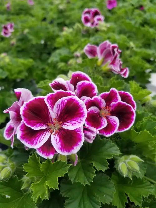 Martha Washington Geranium Plant
