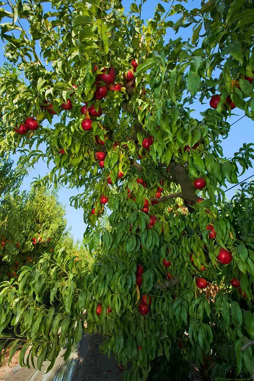 quickly growing fruits trees 6