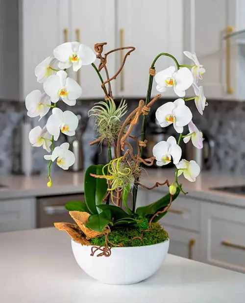 indoor plants that release oxygen 24 Hours 2
