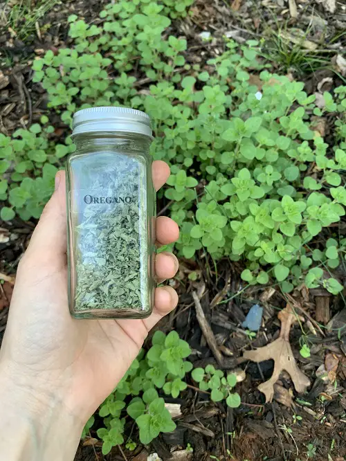 Herbs that Reseed and Keep Growing for Years