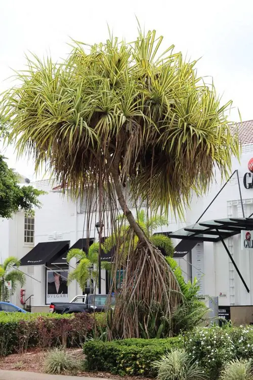 Spider Plant as a Tree in garden