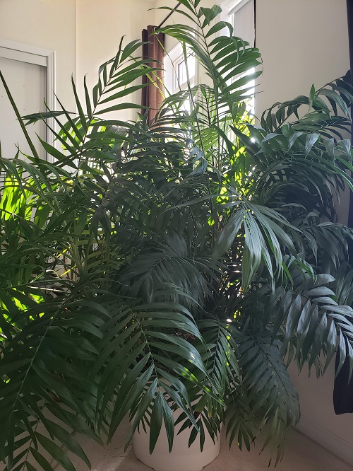 Cat-safe Indoor Trees 1