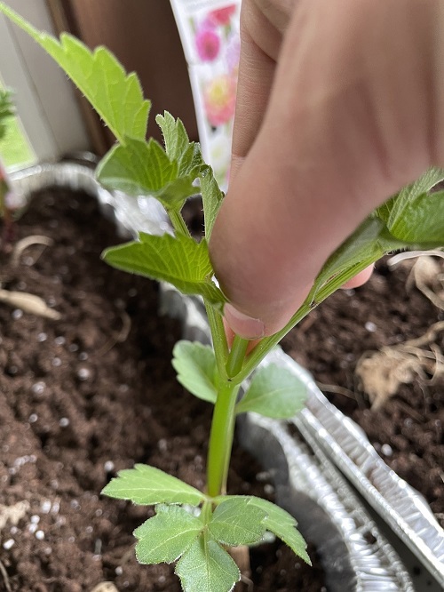 dahlias Plants Benefiting from Pinching
