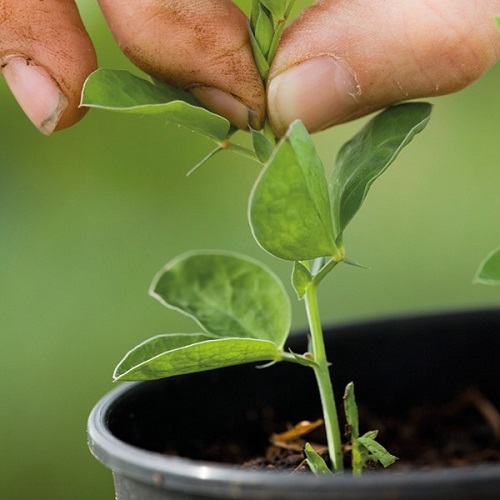 Sweet peas Plants Benefiting from Pinching