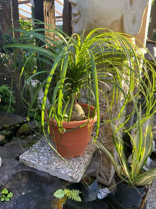 How to Grow Spider Plant as a Tree