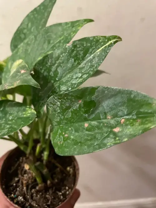 Pothos Leaves Turning White