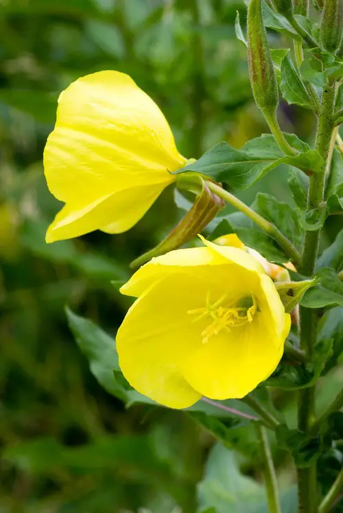 Beautiful 4 Petal Flowers