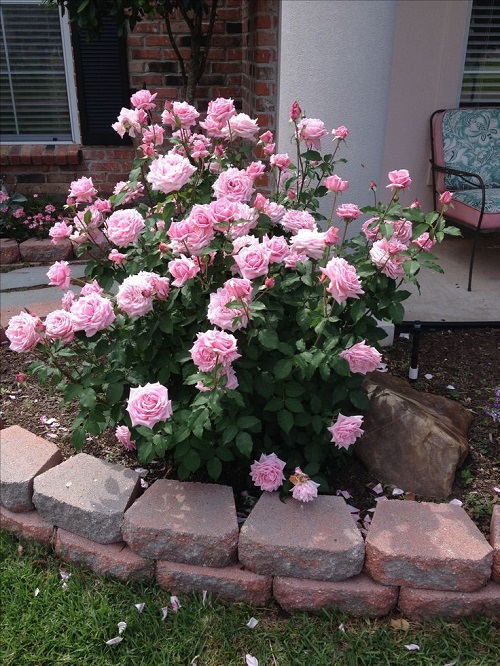 Stunning Pink Rose Garden 