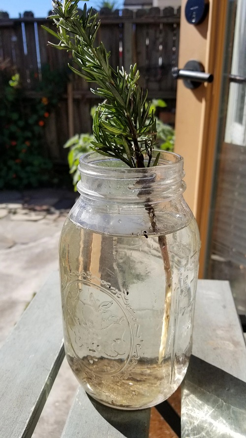 Cool Ways to Grow Rosemary1