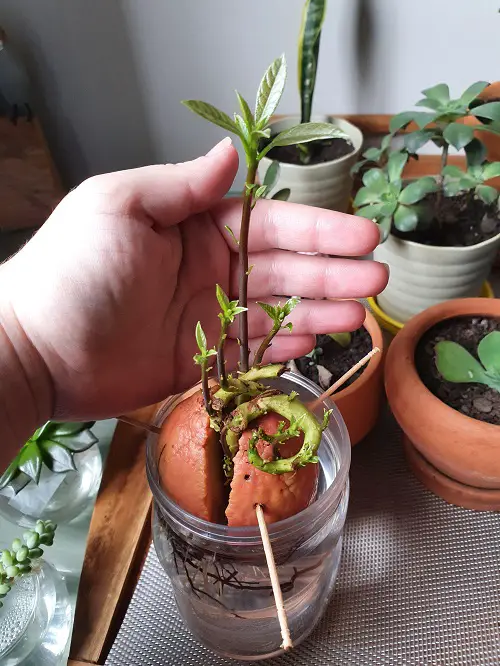 Monstera Growth Stages Explained1
