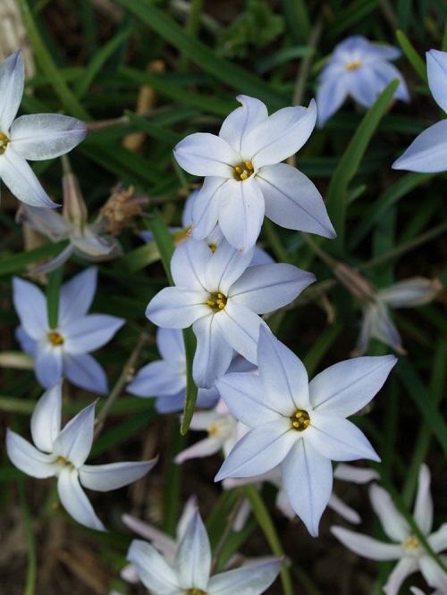flower Plants that Look Like Starfish